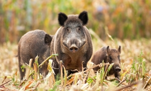 Corso di Caposquadra per la caccia al cinghiale in battuta